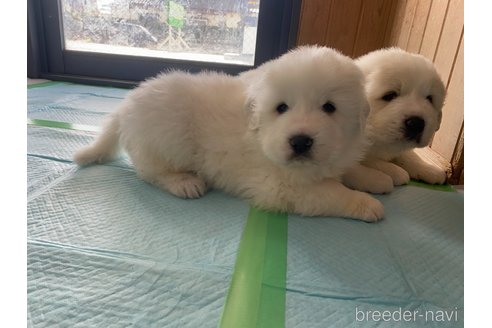 成約済の千葉県のグレートピレニーズ-360563の25枚目